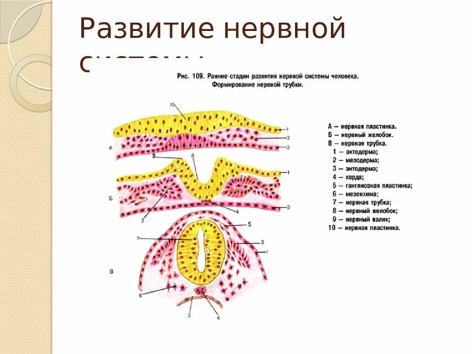 Развитие нервной системы и поведения. Источники развития нервной системы гистология. Схема развития нервной системы. Ранние стадии развития нервной системы человека. Схема формирования нервной трубки.