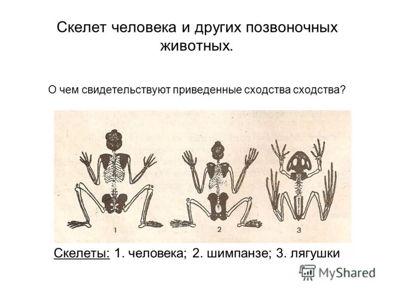 Сходство человека и позвоночных животных. Скелет позвоночных животных. Сравнения селовекаи позвоночных. Скелет позвоночных животных и человека.