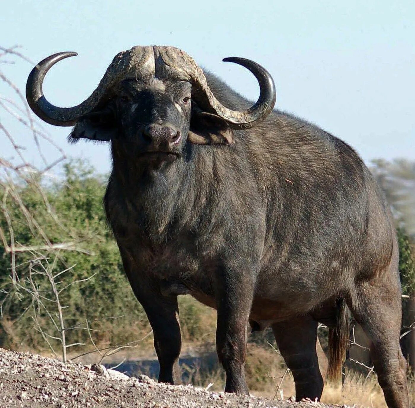 Дикий бык индии 4. Кафрский буйвол. Капский буйвол. Африканский буйвол. Буффало бык.