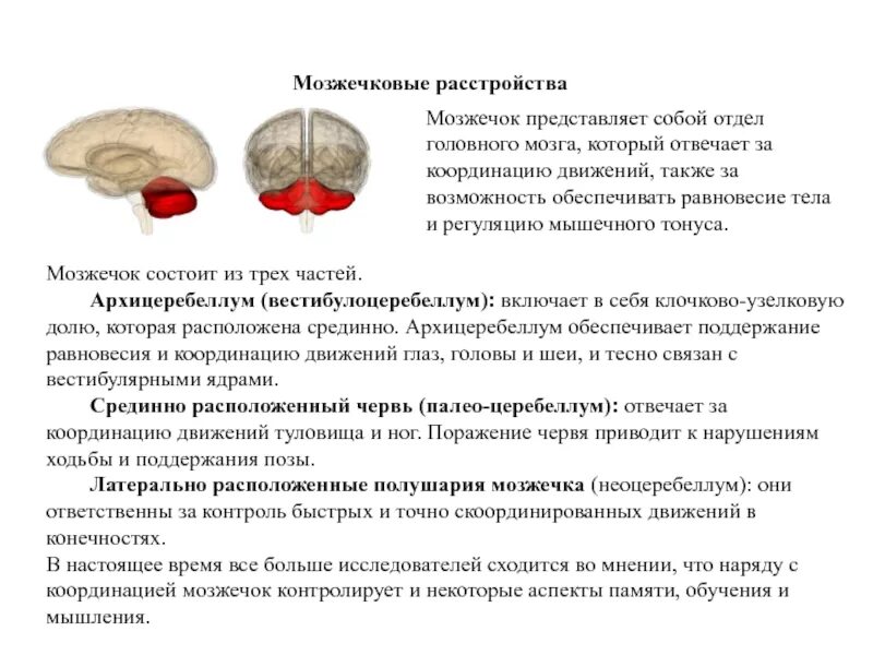 Какой отдел головного мозга обеспечивает координацию движения. Функции и роль мозжечка. отделы головного мозга отвечающие за движения мозжечок. отдел мозга мозжечок отвечающий за координацию движений. функции отделов головного мозга мозжечок.