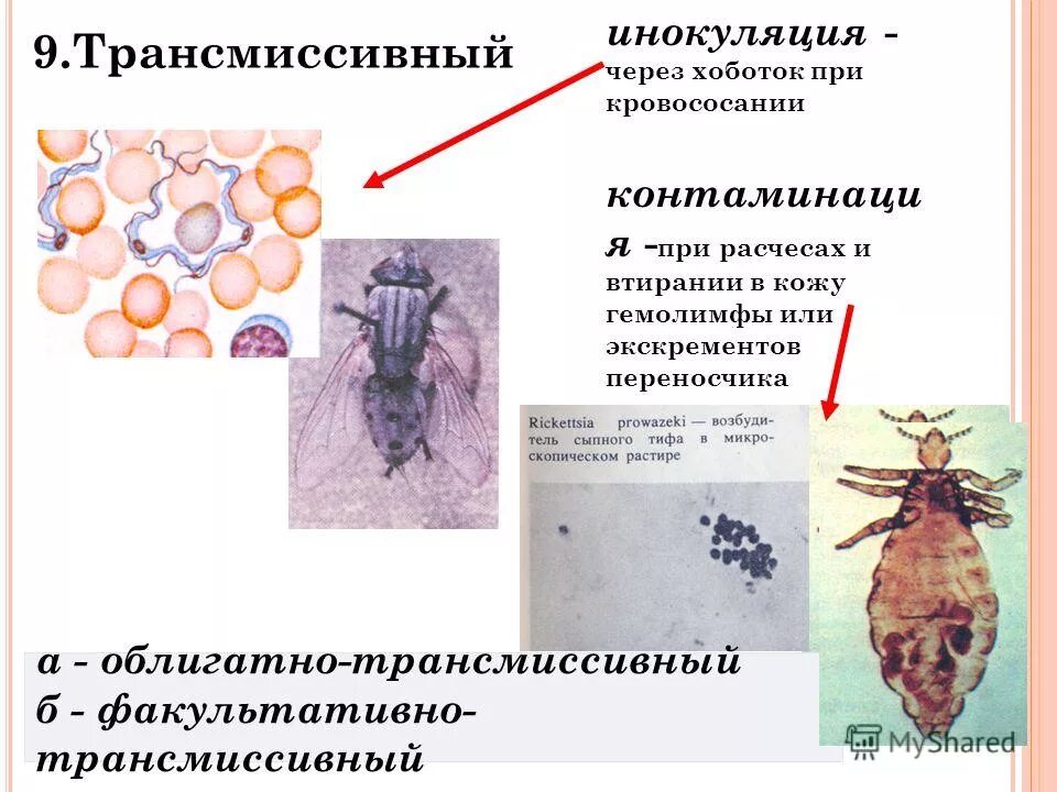 Облигатно трансмиссивные заболевания