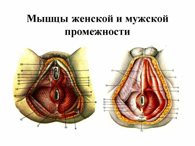 строение женского полового органа анатомия. наружные женские половые органы строение анатомия. строение наружных женских половых органов анатомия. строение женских органов. схема строения репродуктивной системы.