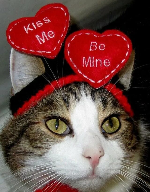 Сердечные коты