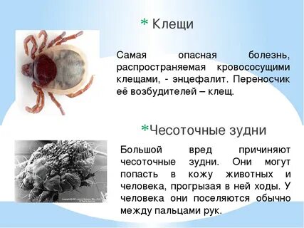Чесоточный зудень и человек симбиоз