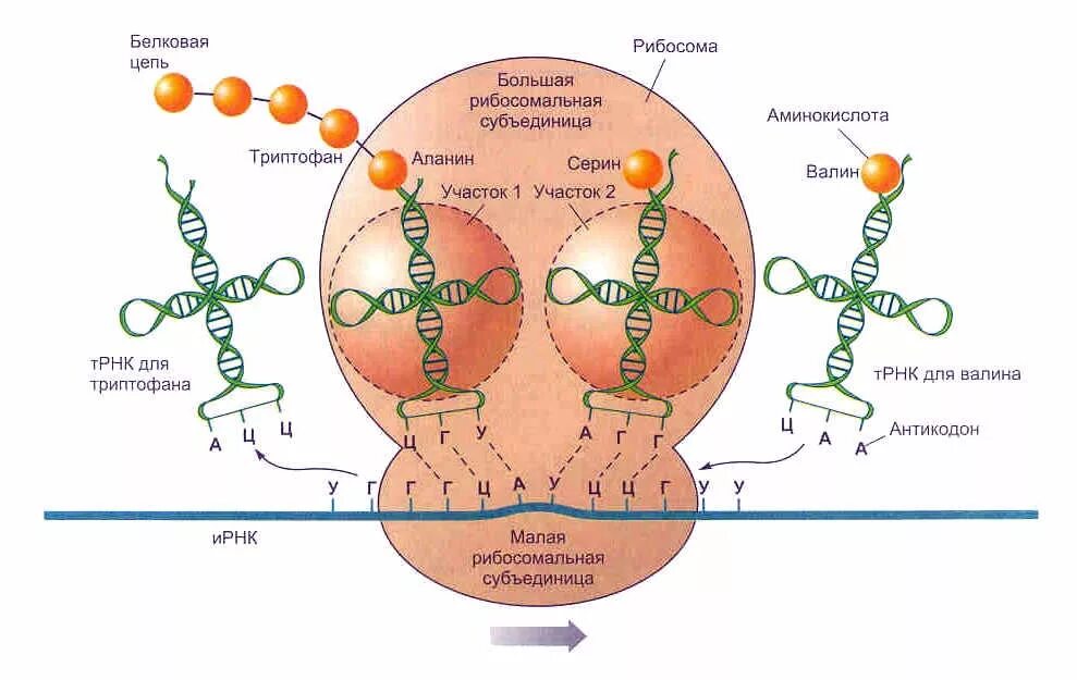 Образование пептидной связи трансляция. Строение рибосомы с ТРНК. Строение рибосомы пептидный центр. Строение рибосомы активные центры. Образование функционально активной рибосомы.