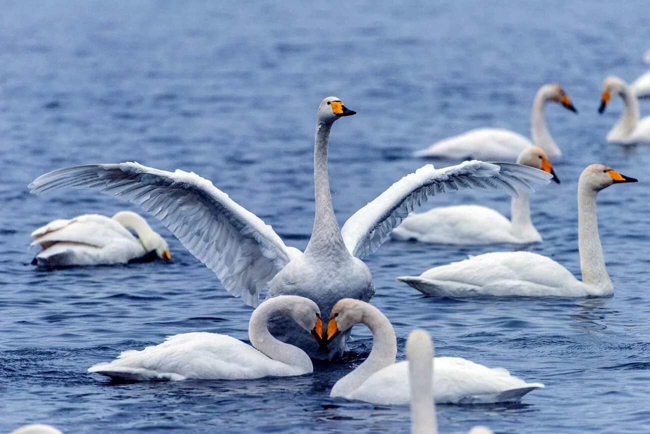 Лебединое озеро белокуриха зимой. Лебединое озеро алтайский край. Лебединый заказник озеро светлое. Лебединый заказник алтайский край. Лебединый заказник.