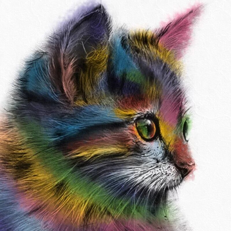 Разноцветный кот. Радужная кошка. Разноцветных котиков. Кошка цветными карандашами.