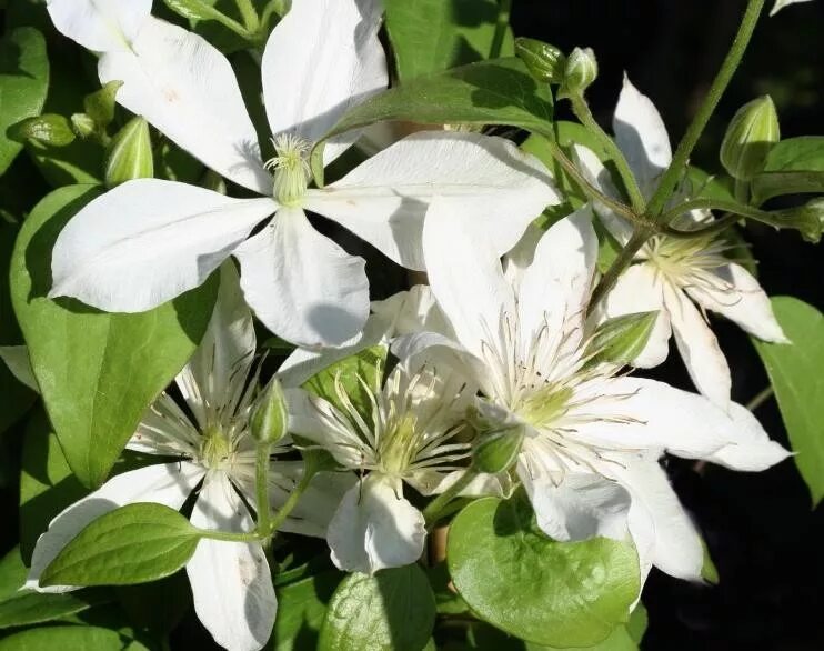 Clematis 'Alexander'