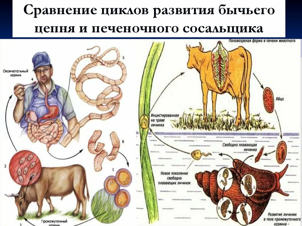 Цикл бычьего цепня схема. Цикл развития печеночного бычьего цепня. Цикл развития бычьего цепня. Бычий цепень цикл развития.