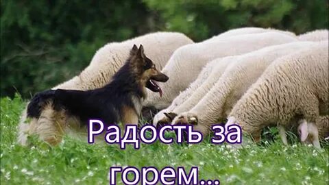 Почему собаки пасут
