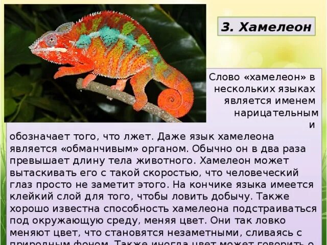 Прочитать текст хамелеон. Хамелеон описание. размер языка хамелеона. текст про хамелеона. язык хамелеона строение.