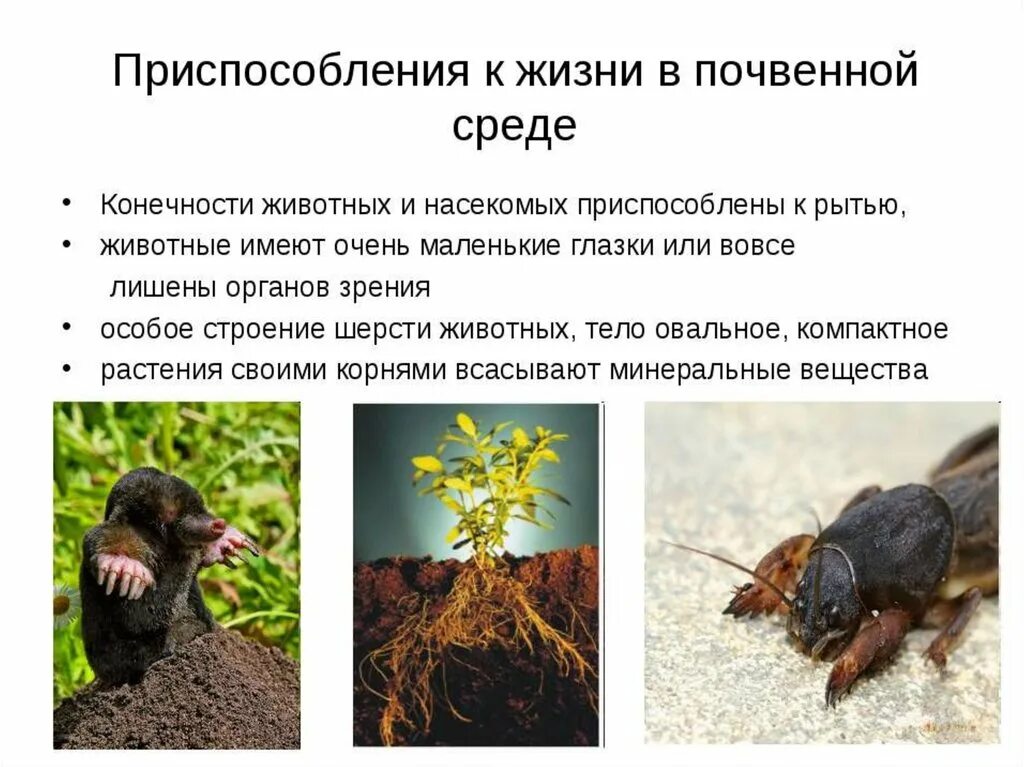Какие приспособления есть у животных. Почвенная среда приспособления организмов к среде обитания. приспособление животных к почвенной среде обитания. почвенная среда обитания приспособления организмов. приспособление живых организмов к почвенной среде.