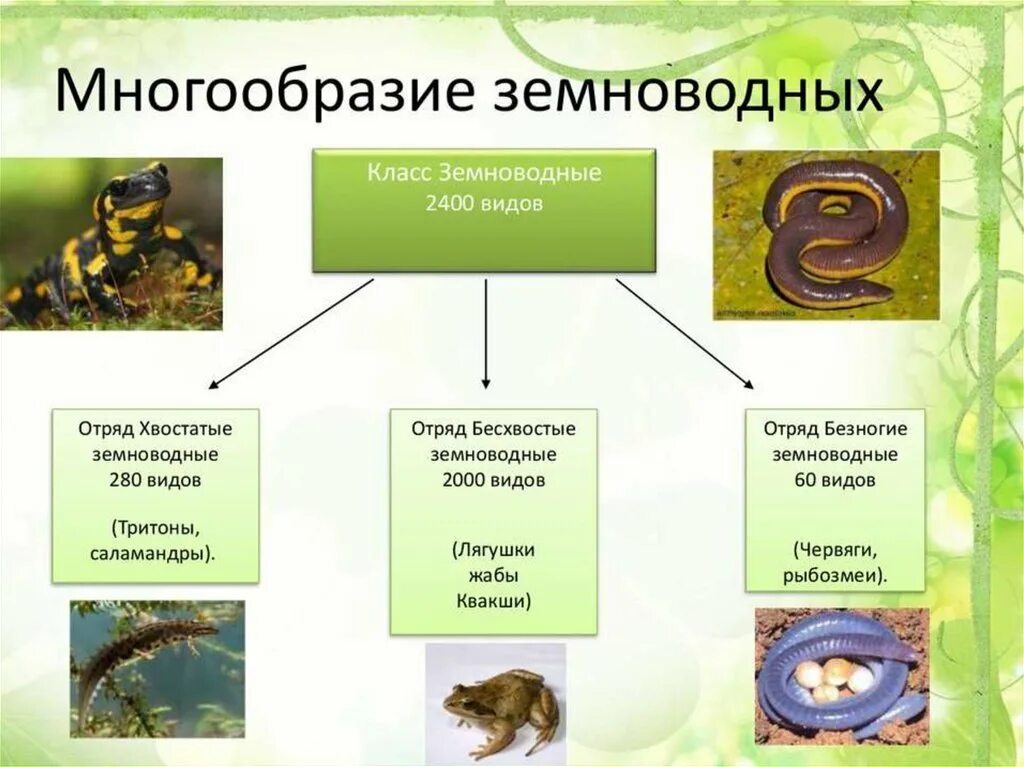 Разнообразие Земноводный. Земноводные разнообразие. Многообразие класса земноводные. Земноводные амфибии многообразие. Биология 7 класс основные темы