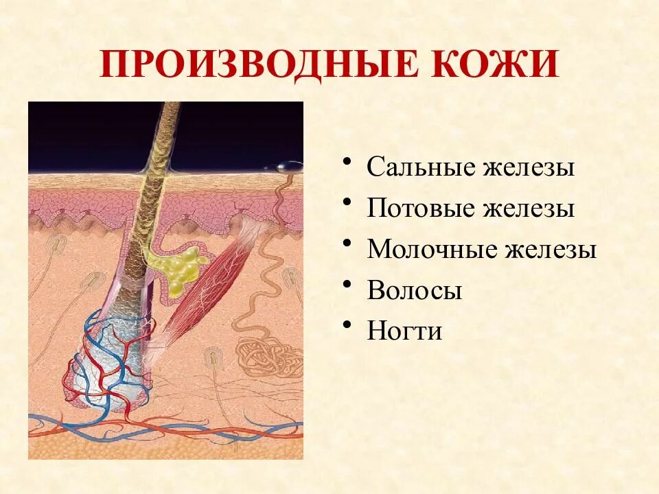 Функции кожных желез. Кожа; строение, функции. производные кожи. производные кожи строение. производные кожи потовые и сальные железы. кожа и ее производные анатомия.
