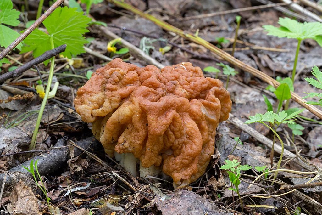 Строчок фото и описание. Гриб строчок гигантский. Строчок гигантский — Gyromitra Gigas.. Гриб строчок обыкновенный.