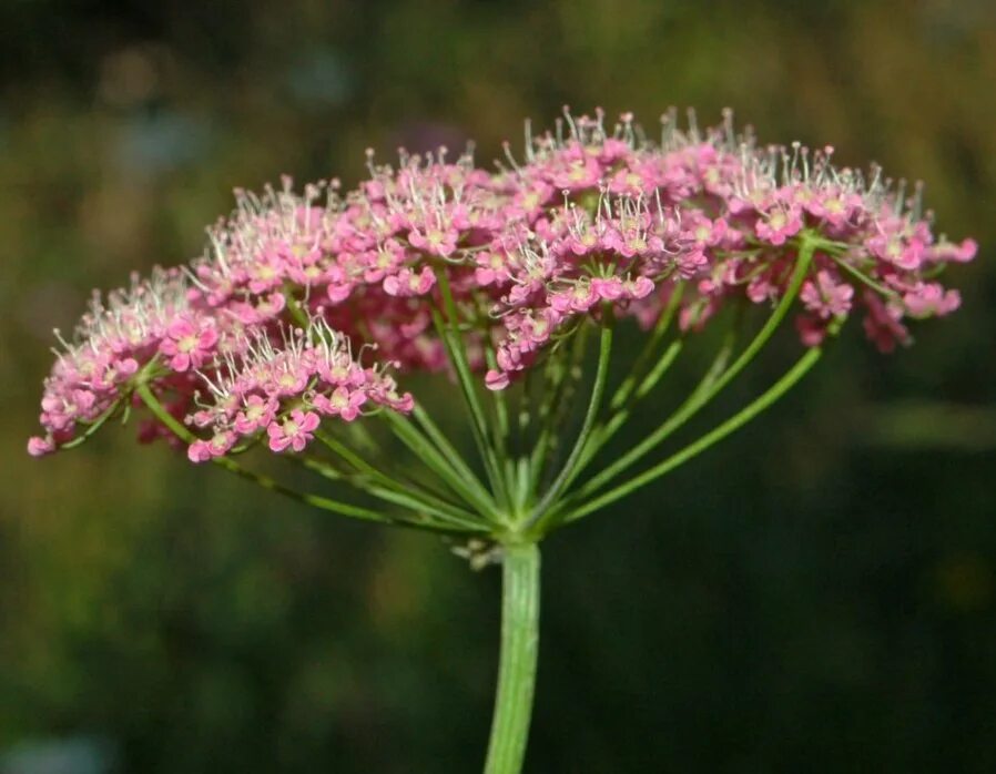 Зонтичные. Сельдерейные зонтичные. Daucus carota цветок. Зонтичные. Зонтичные кашка полевая.