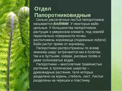 Высшие споровые растения 7 класс биология урок