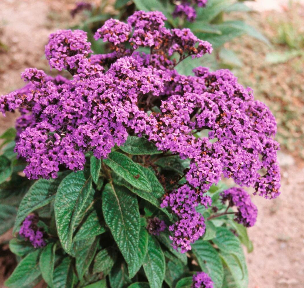 Гелиотроп выращивание из семян. Гелиотроп перувианский. Гелиотроп перуанский. Гелиотроп выращивание из семян. Гелиотроп (растение).