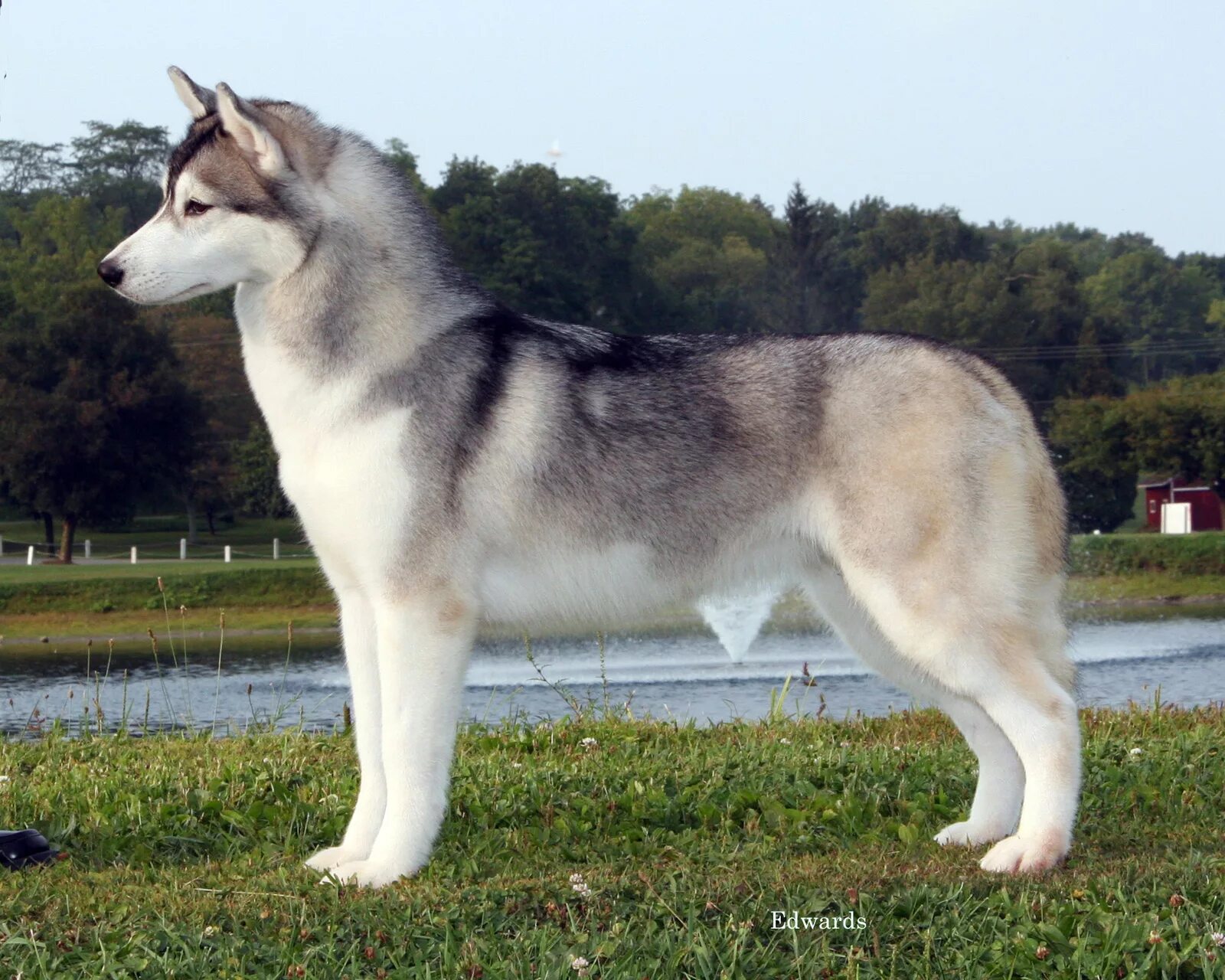 Западно сибирская лайка. Западносибирская лайка лайки. Лайки ли. Сибирская лайка +хаски черные. Лайка короткошерстная.