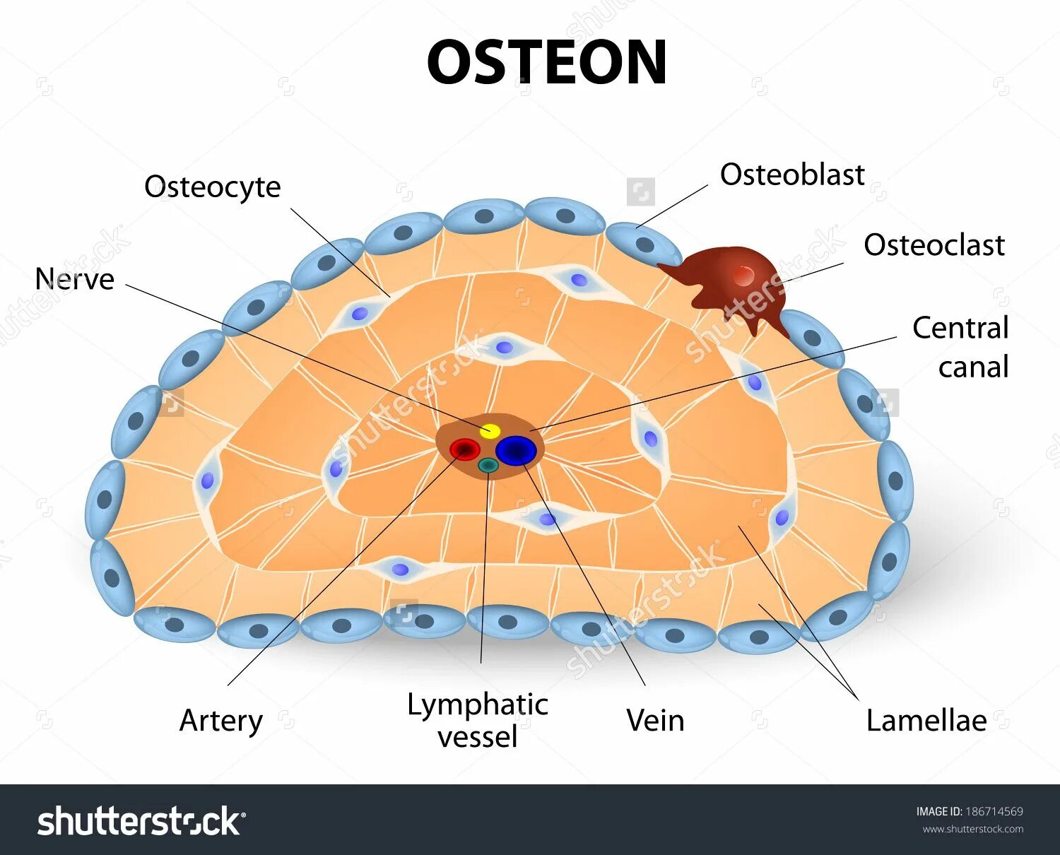 Остеон определение. Остеон. строение остеона. схема строения остеона. система остеона схема.