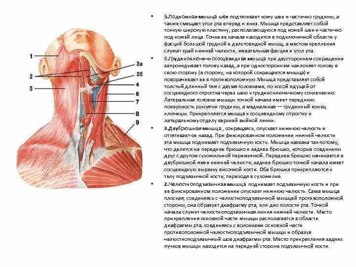 Шея снизу. Строение мышц шеи спереди.