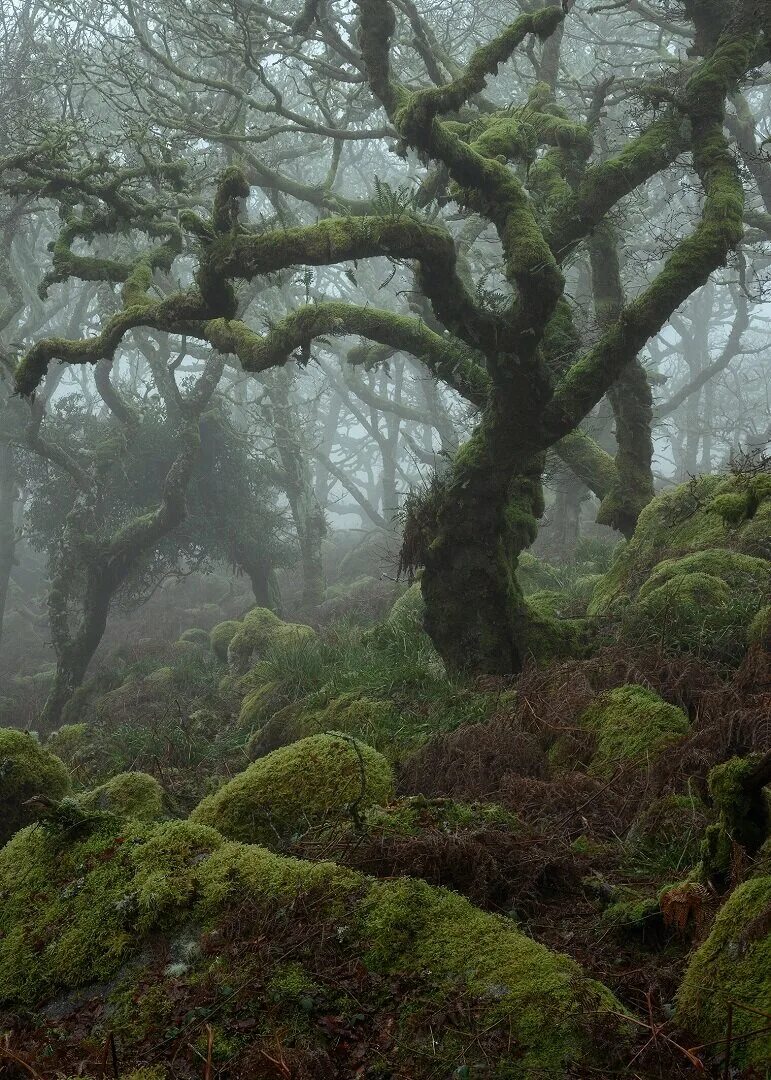 Загадочное дерево. Ведьмин лес Девон Англия. Neil Burnell фотограф. Вистманский лес Англия.