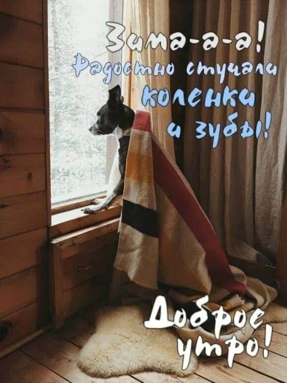 Собака выла под окном. Собака в окне. собака в пледе. плед на подоконнике. собачка у окна.