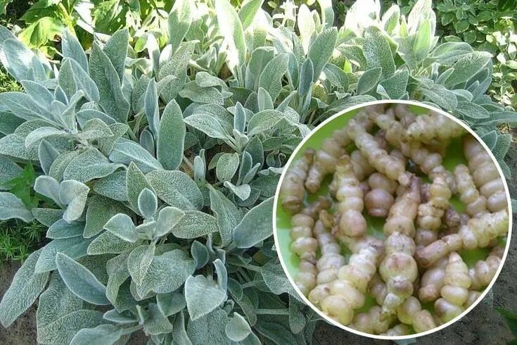 Саженец Чистец шерстистый Овечьи ушки / Закрытая (ЗКС) / 10-20 см. - купить с до