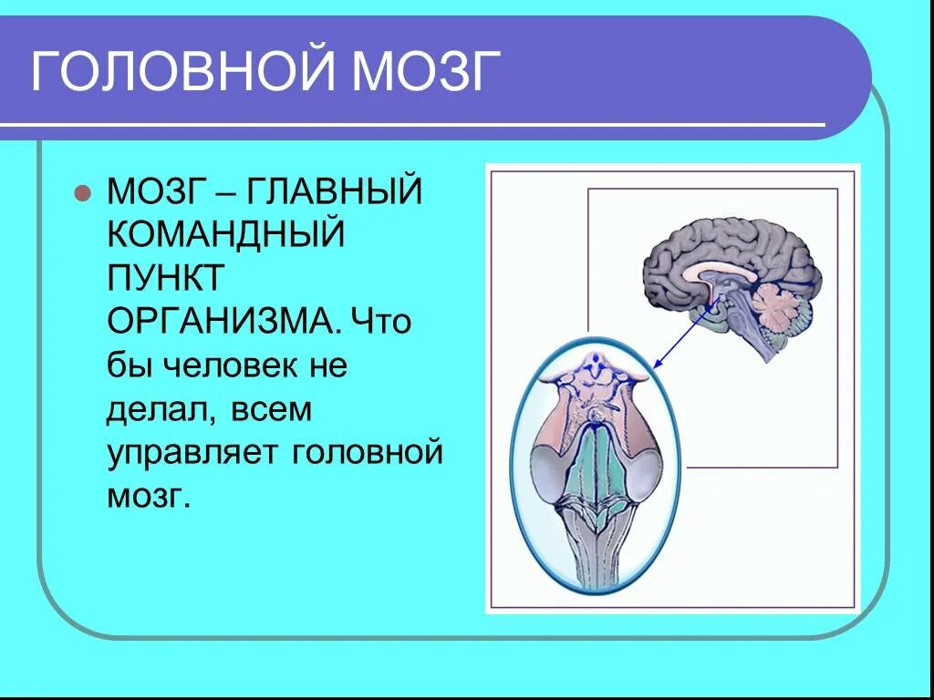 Мозг главный орган человека. Головной мозг 2 класс. Головной мозг главный командный пункт. Презентация головной мозг для дошкольников.