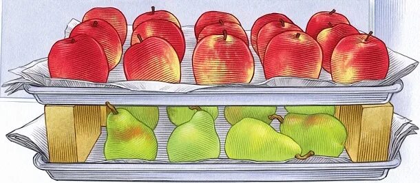2 apples in the fridge. Apples in the fridge. фрукты портятся на складе картина. карикатура с испорченными фруктами.