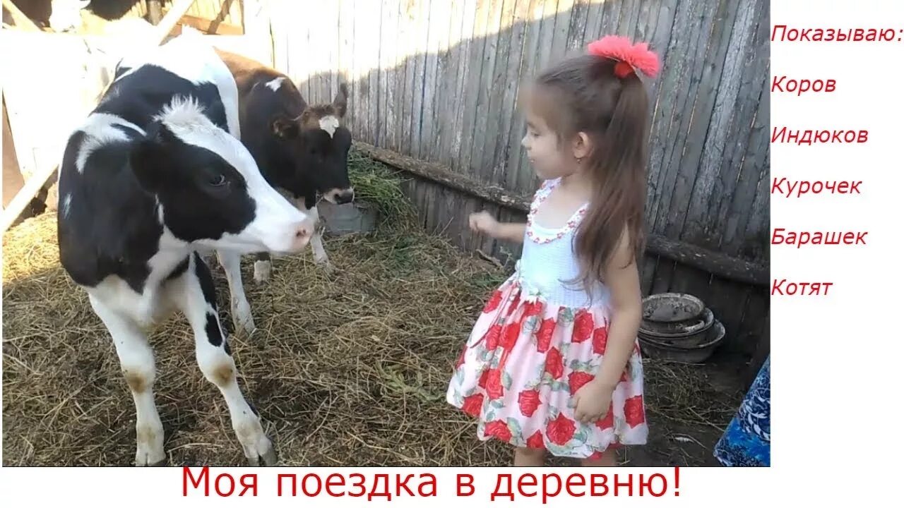 Индюк. Домашние сельскохозяйственные животные. Индюк корова. Мускусные индюшата. Индюк сундук песня корова.