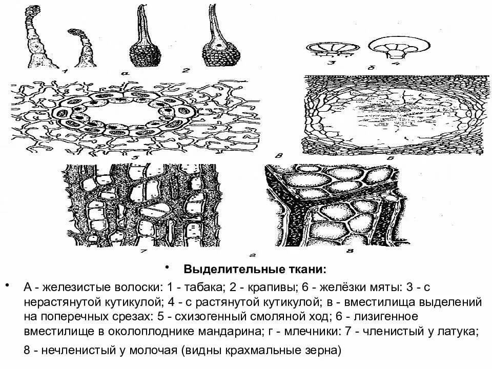 Семенные растения ткани. Выделительная ткань растений железистые волоски. Выделительные секреторные ткани растений. Выделительные ткани растений смоляные ходы. Выделительные ткани растений млечники.