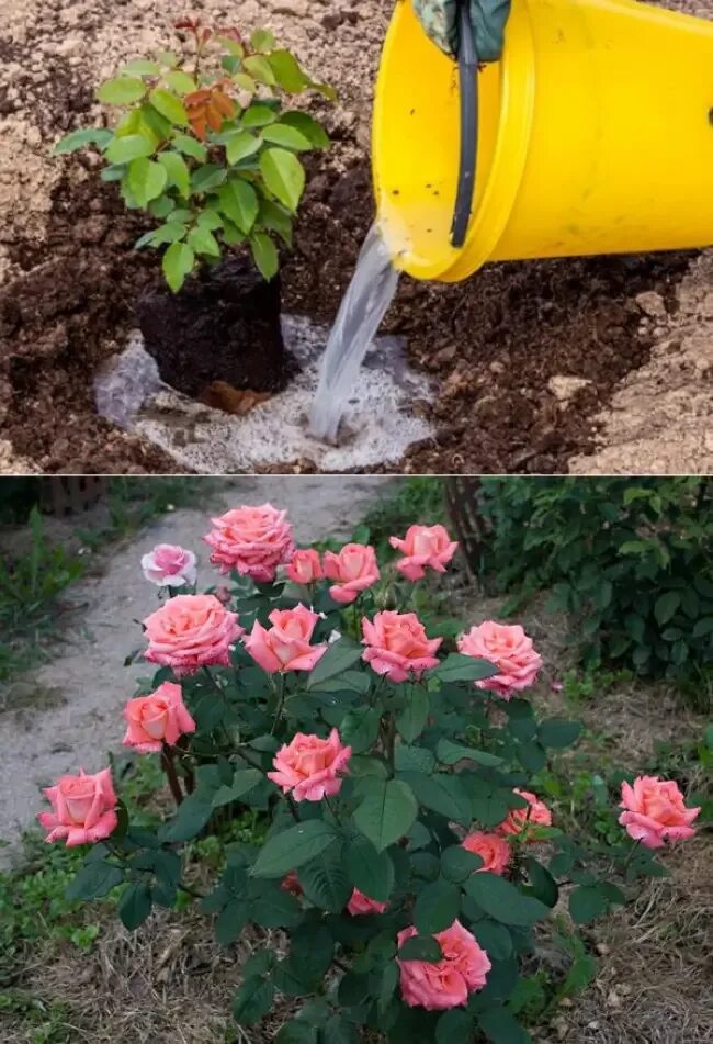 Сколько раз поливать розу. Удобрение для роз. Клумба с розами. Весенние удобрения для роз. Подкормить розы.