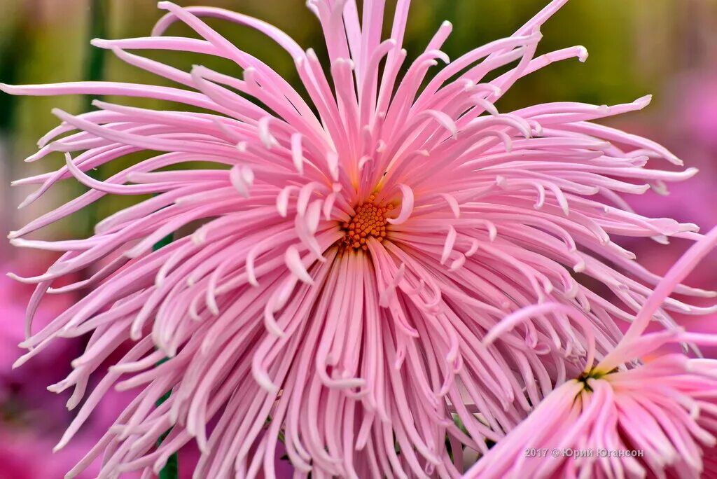 Сакура символ японии. Символ растения. Лоян парк пионов. Ликорис паучья лилия. Художественные символы японии.