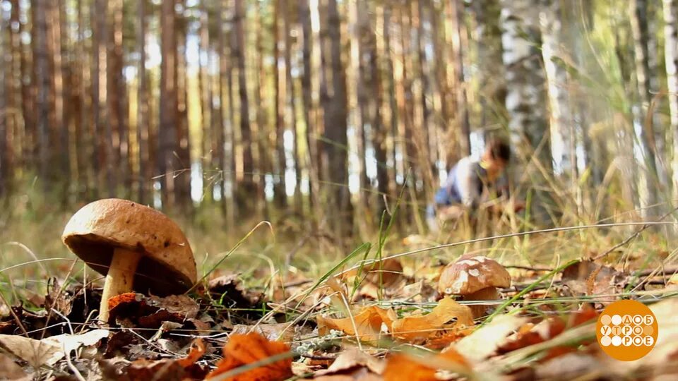 В рязани есть грибы. Рязанские леса грибы. Доброе утро с грибами в лесу. Грибы с глазами Рязань. Блондинка собирает грибы.