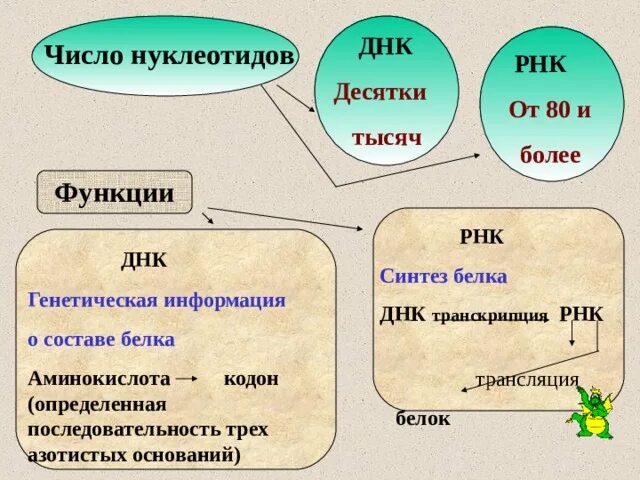 Число нуклеотидов в ДНК И РНК. Количество нуклеотидов в ДНК. Количество нуклеотидов в ДНК И РНК. Нуклеотиды ДНК И РНК.