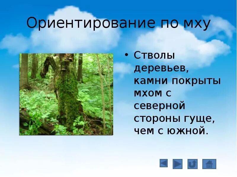 Как по деревьям определить сторону