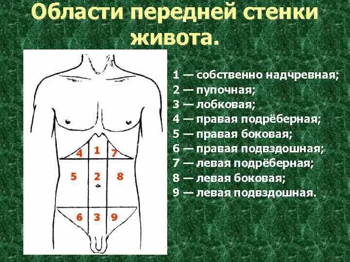 Топографические линии передней брюшной стенки. Топография живота области передней брюшной стенки. Деление передней брюшной стенки на области. Переднебоковая стенка живота. Область живота в напряжении