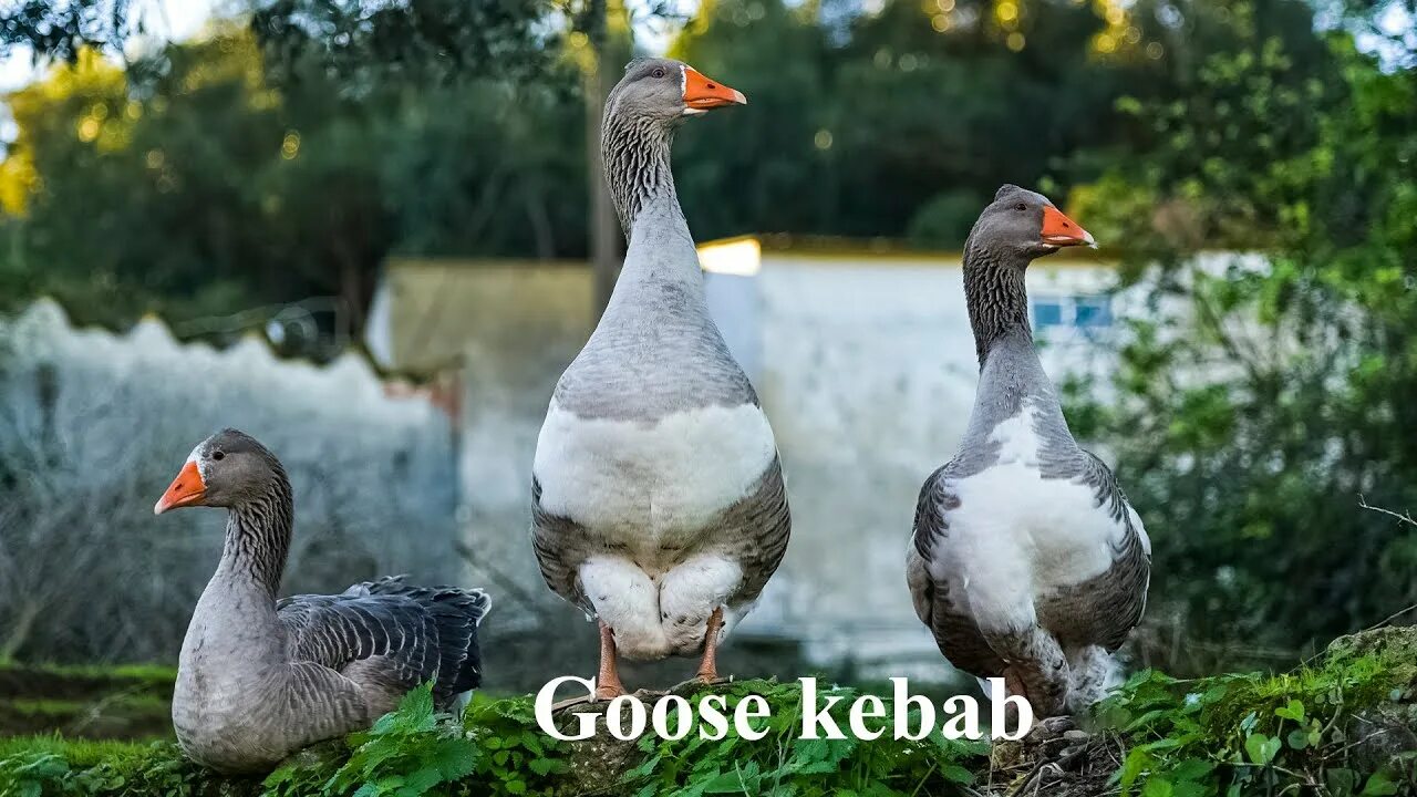Гусе сон