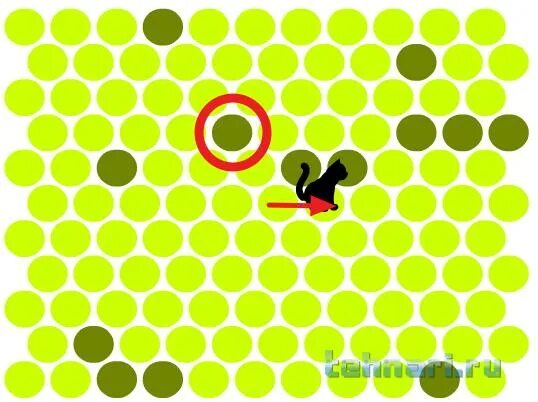 Игра попался галилео как играть. Поймать кота игра. поймай кота. мини игра поймай кота. поймай черную кошку игра.