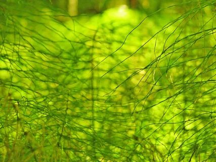 Зелень золотистая на солнышке горит