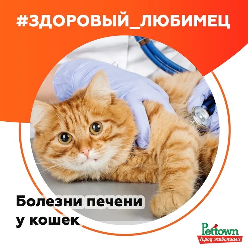 Болезнь печени у кошек симптомы. Можно коту печень