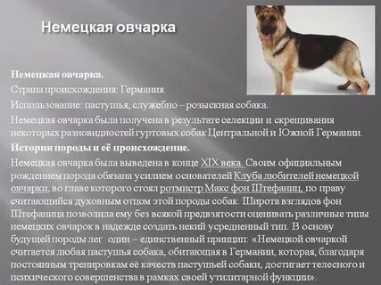 Как описать собаку 2 класс