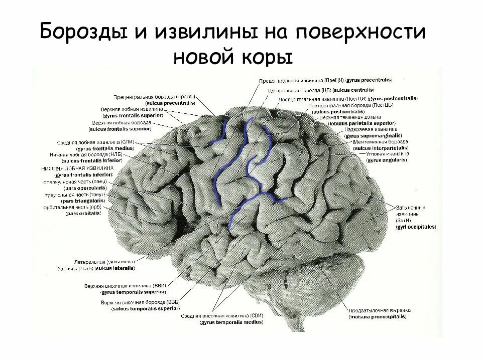 Большие полушария мозга извилины. Анатомия коры головного мозга доли борозды извилины. строение борозд и извилин коры большого мозга. основные борозды больших полушарий. строение полушарий головного мозга доли борозды извилины.