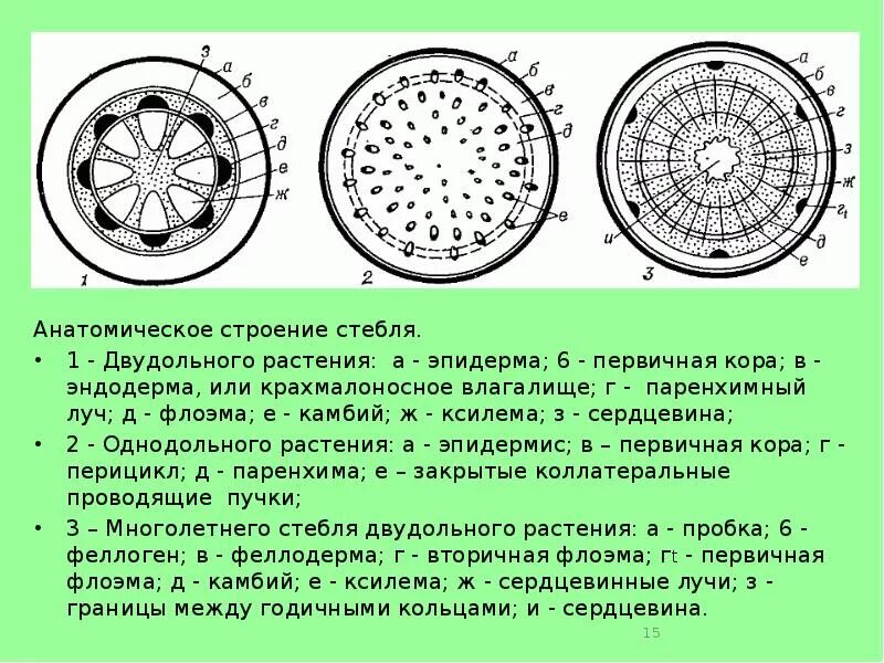 Анатомическое строение стебля травянистых растений. Первичное Анатомическое строение стебля однодольных. Строение стебля двудольного древесного растения. Внутреннее строение стебля двудольных растений. Поперечный срез стебля травянистого двудольного растения.