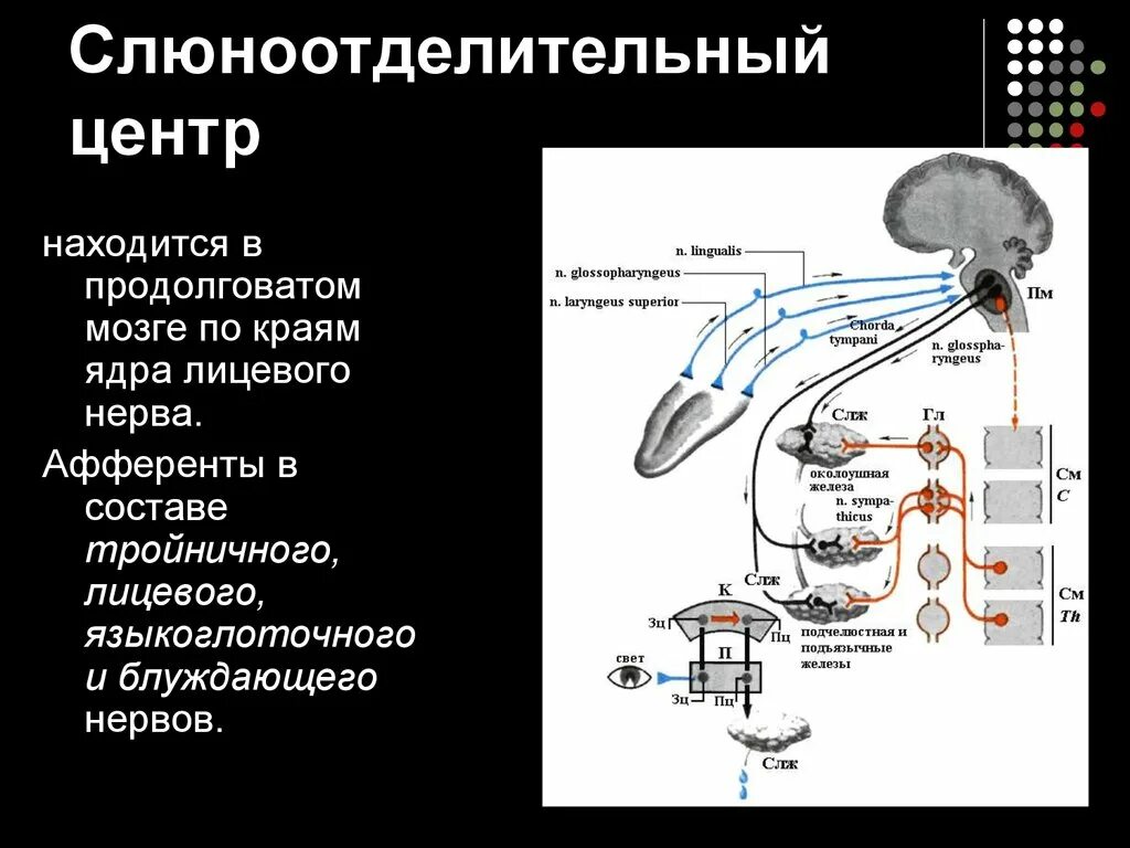 Слюноотделение где. Слюноотделительный центр. Центр слюноотделения расположен. Слюноотделительный центр находится. Центр регуляции слюноотделения располагается в.