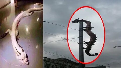 Проснулся ли драконы в китае