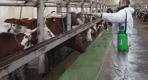 Ветеринарный дезинсекция