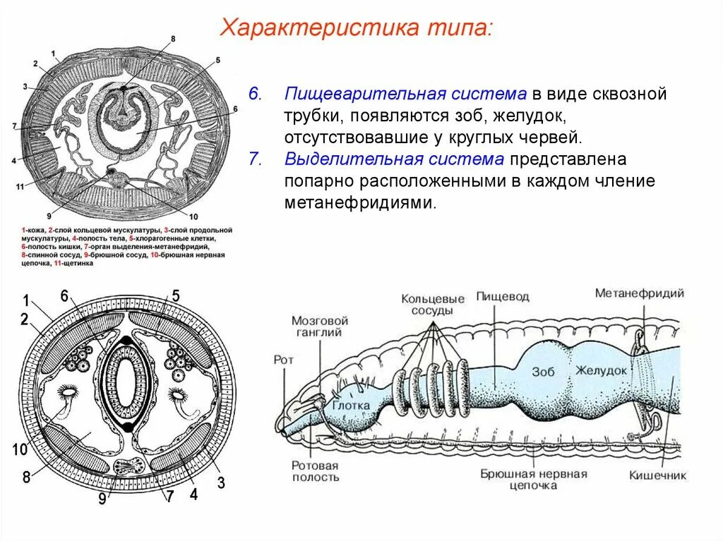 Строение выделительной системы кольчатых червей. Пищеварительная система кольчатых червей схема. Тип кольчатые черви Annelida. Кольчатые черви строение выделительная система.