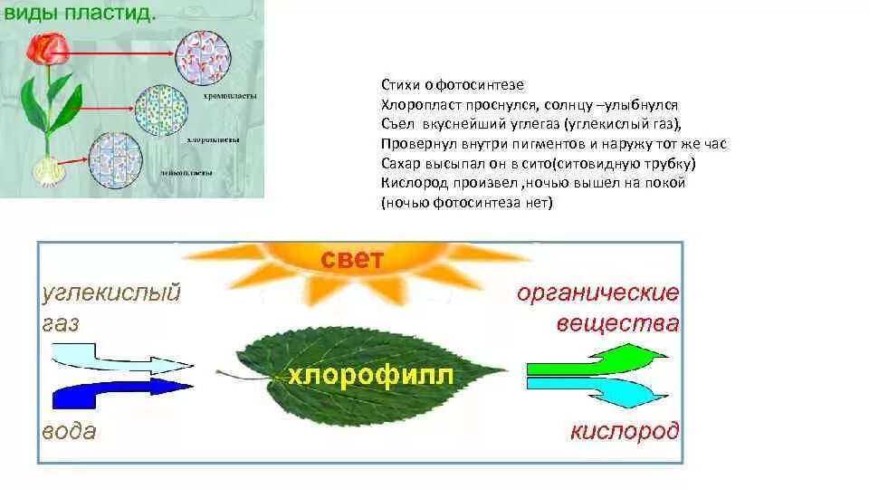 Проект на тему фотосинтез 8 класс Исследовательская работа "Почему растения зеленые